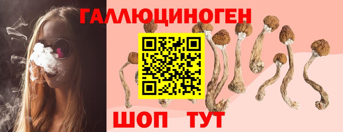 купить наркоту  Вход с VPN  Асино  Псилоцибиновые грибы GOLDEN TEACHER 